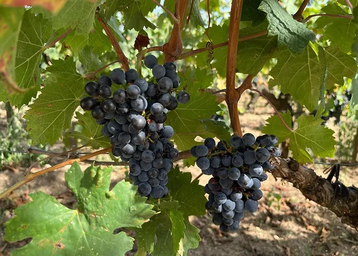 Les Logis Des Vignobles Sainte Emilion En Duplex N 3 Avec Terrasse Σεντ Εμιλιόν